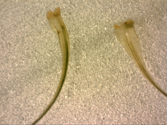 Dicranoloma dicarpum