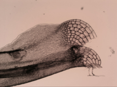 Dicranoloma dicarpum