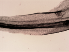 Dicranoloma dicarpum