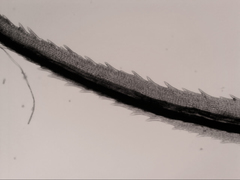 Dicranoloma dicarpum