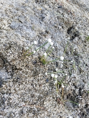 Eriocaulon aquaticum