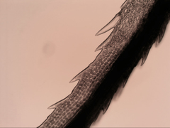 Dicranoloma dicarpum