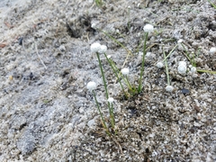 Eriocaulon aquaticum