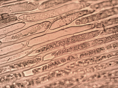 Dicranoloma dicarpum