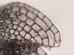 Dicranoloma dicarpum