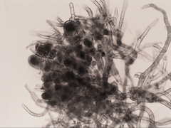 Dicranoloma dicarpum