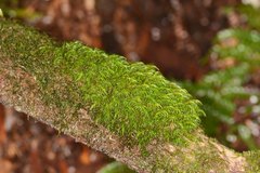 Dicranoloma dicarpum