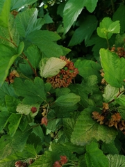 Physocarpus opulifolius