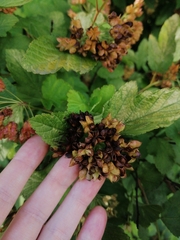 Physocarpus opulifolius