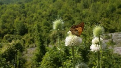 Argynnis paphia