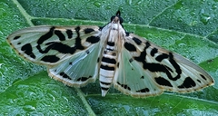Azochis