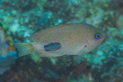 Cymothoida