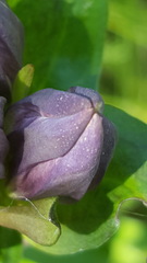 Gentiana rubricaulis