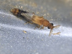 Distremocephalus texanus