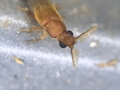 Distremocephalus texanus