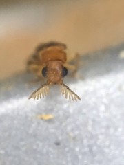 Distremocephalus texanus