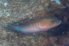 Labracinus cyclophthalmus