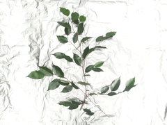 Ficus benjamina