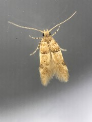 Theisoa constrictella