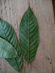 Coula edulis