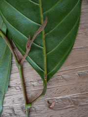 Coula edulis