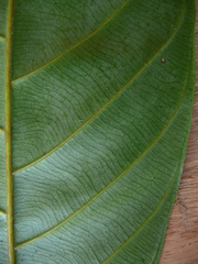 Coula edulis