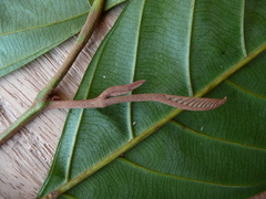 Coula edulis
