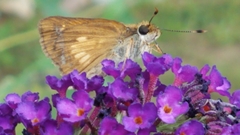 Poanes viator