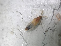 Distremocephalus texanus