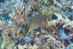 Canthigaster papua
