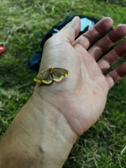 Nothomiza flavicosta