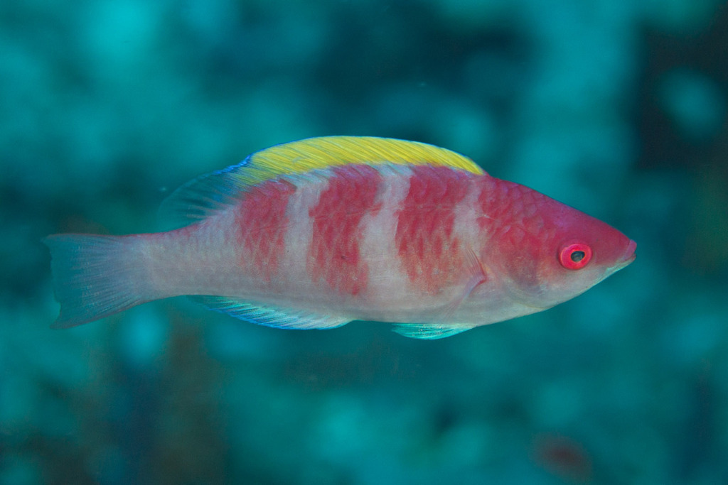 Yellow-Fin Fairy Wrasse