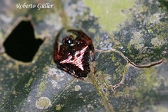 Verrucosa scapofracta