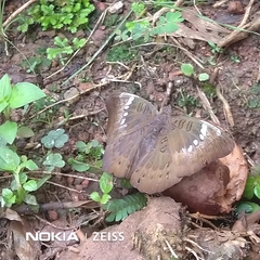 Euthalia aconthea