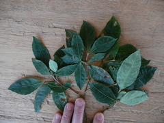 Eumachia lophoclada
