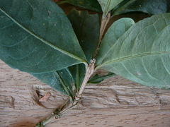 Eumachia lophoclada