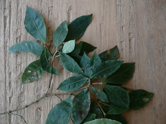 Eumachia lophoclada