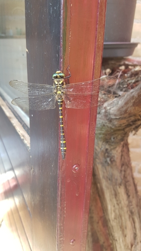 Golden-ringed Dragonfly, 6708 DC Wageningen, Netherlands, photo 8 of 10