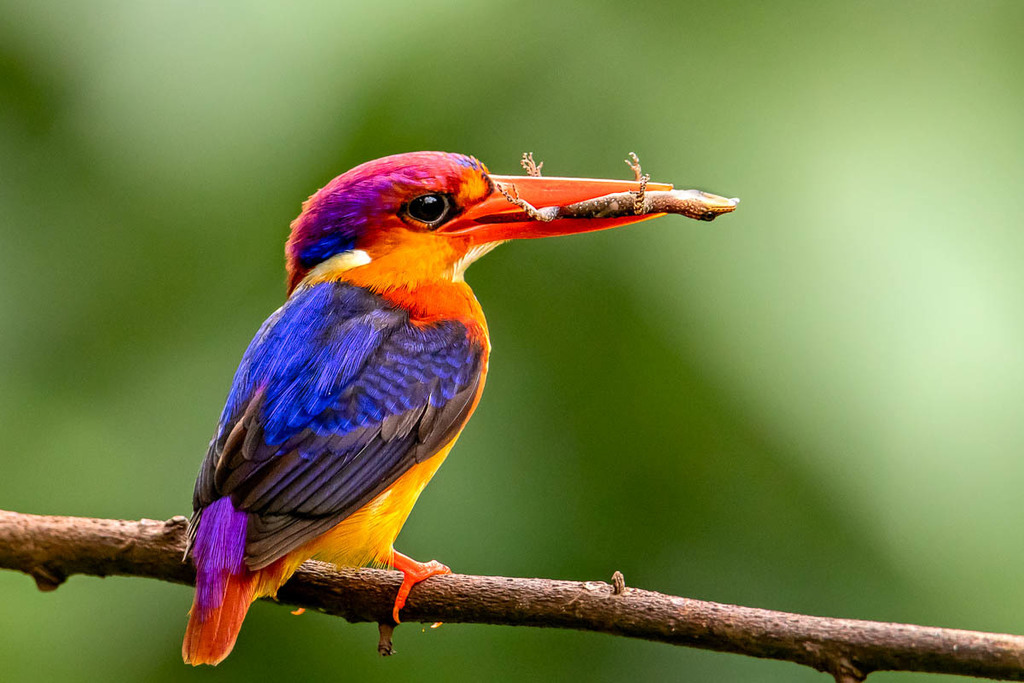 Black-backed Dwarf-Kingfisher (Ceyx erithaca) photo