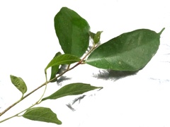 Ficus ampelos