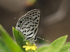 Tarucus theophrastus