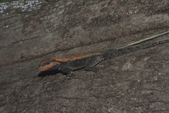 Psammophilus dorsalis