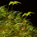 Dicranoloma billardierei - Photo (c) John Walter,  זכויות יוצרים חלקיות (CC BY-NC), הועלה על ידי John Walter