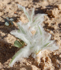 Dasyochloa pulchella