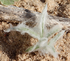 Dasyochloa pulchella