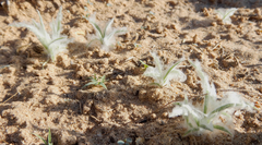 Dasyochloa pulchella