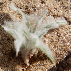 Dasyochloa pulchella