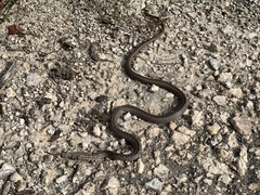 Alsophis rijgersmaei