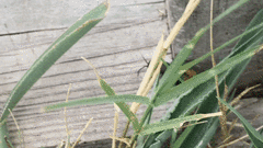 Dasymutilla clotho
