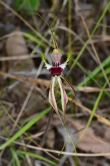 Caladenia atrovespa